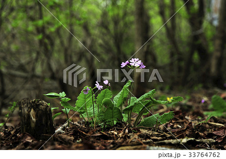 花 サクラソウ 野生の花 33764762