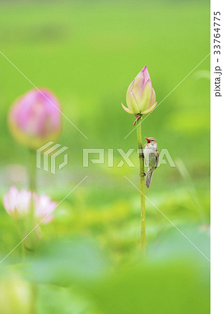 オオヨシキリ 花 蓮 33764775