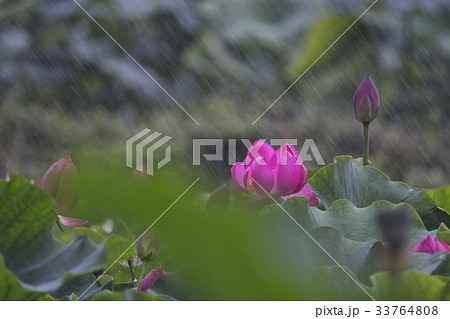 花 非 蓮 33764808