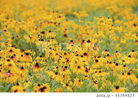 花 オオハンゴンソウ属 植物 33764827