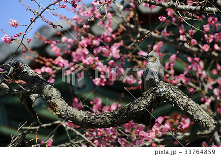 梅 鳥 ヒヨドリ 33764859