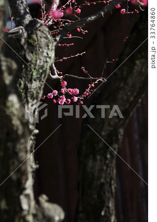 梅 春の花 クローズアップ 33764860