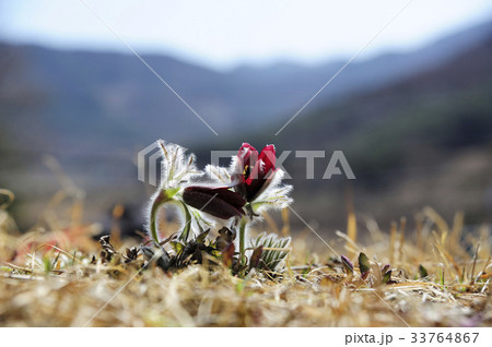 花 植物 野生の花 33764867