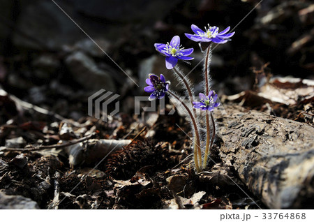 花 見よ 野生の花 33764868