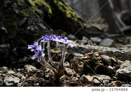 花 見よ 野生の花 33764869