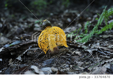 黄色の上戸キノコ 上戸キノコ キノコ 33764870