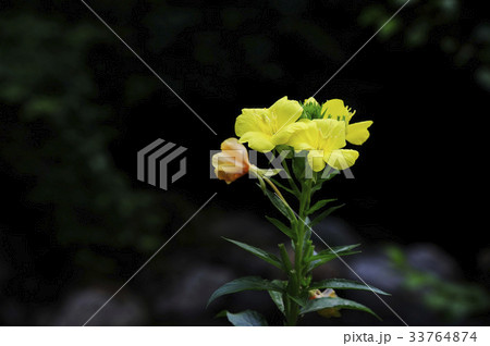 花 野生の花 大きな月見草 33764874