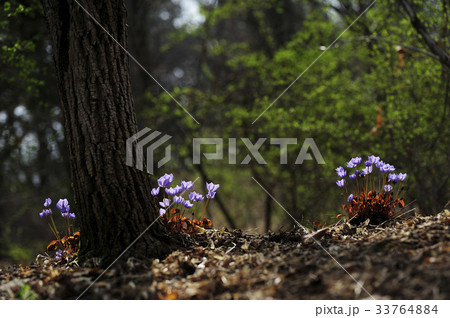 ケンケンイフル 花 見よ 33764884
