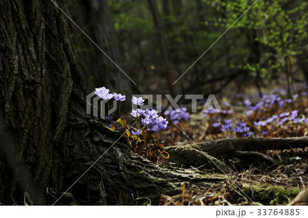 ケンケンイフル 見よ 森 33764885