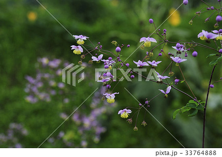 グムクォンの足 見よ 野生の花 33764888