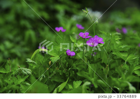 花 野生の花 イジルプル 33764889