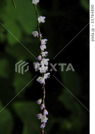 花 花タデ 野生の花 33764890