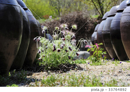 慶南 梁山市 かめ 33764892