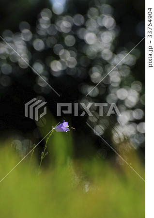 モシトデ 見よ 野生の花 33764904