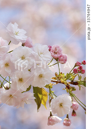 八重桜 八重桜 33764947