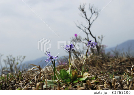 花 スクウン処女スカート 野生の花 33765106