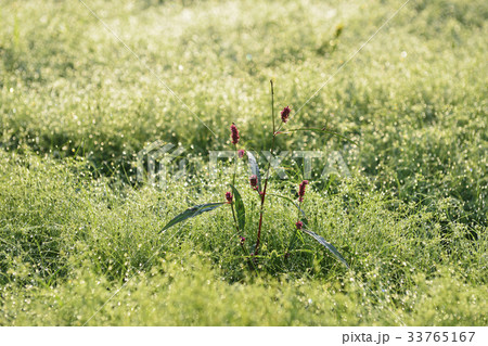花 水滴 野生の花 33765167