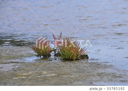 釜山 自然 クローズアップ 33765192