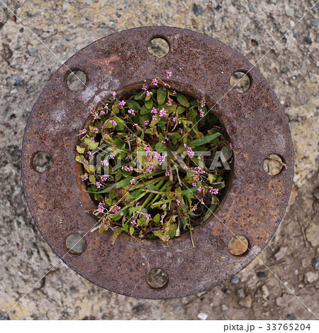 花 腐食 植物 33765204