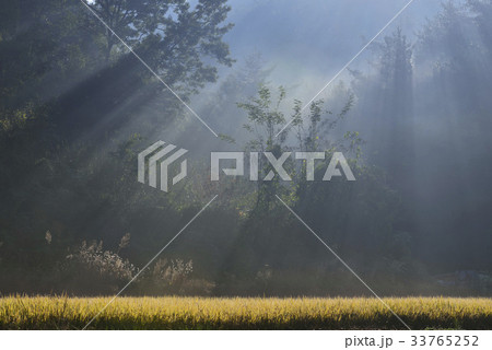 慶南 ノン 稲 33765252