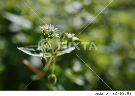 花 ハコベ 自然 33765293