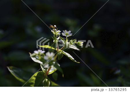 昆虫 花 など 33765295
