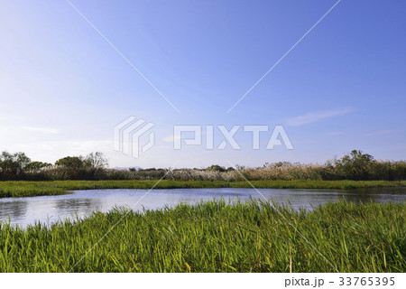 マック生態公園 釜山 風景 33765395