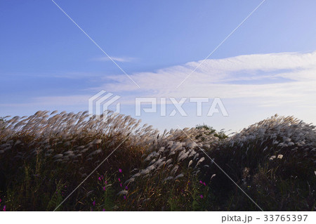 マック生態公園 釜山 生態公園 33765397