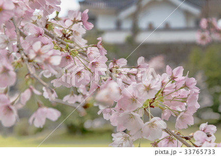 伊賀上野城(4月 さくら 春) 伊賀上野城(4月 さくら 春) 33765733