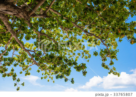 Tree branches against the blue sky. 33765807
