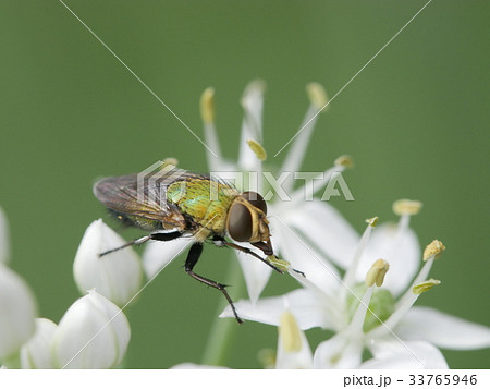 ミドリバエ② 33765946