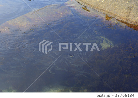 江原道 多数 襄陽郡 33766134