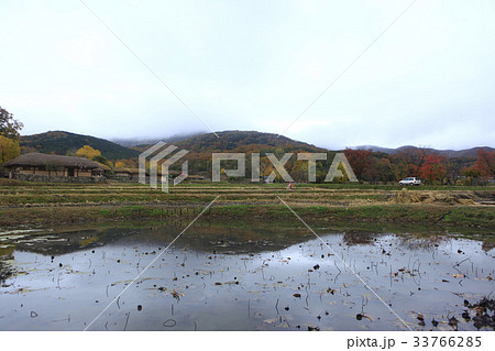 紅葉 牙山市 ウェアム民俗村 33766285