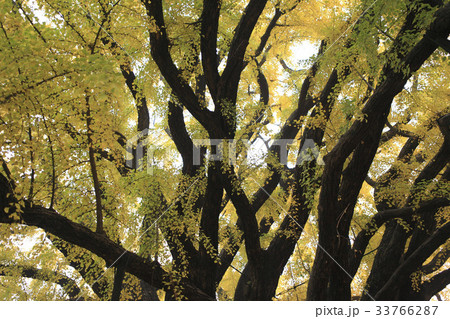 紅葉 イチョウ 仁川 33766287