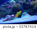 熱帯魚のギンガハゼ 33767414