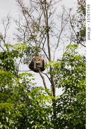 Huge wasp nest on the high tree branch in forest Huge wasp nest on the high tree branch in forest 33767549