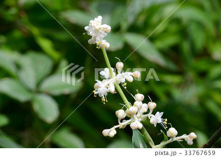 ヤブミョウガ ヤブミョウガ 33767659