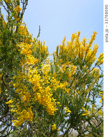 サンカクバアカシア 33768090