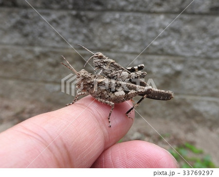 指に載るイボバッタのペア（大きさの分かる写真） 33769297