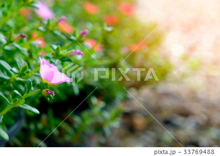 Pink flower selectived focus with blur background 33769488