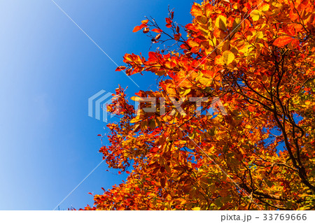Autumn leaves with the blue sky background Autumn leaves with the blue sky background 33769666