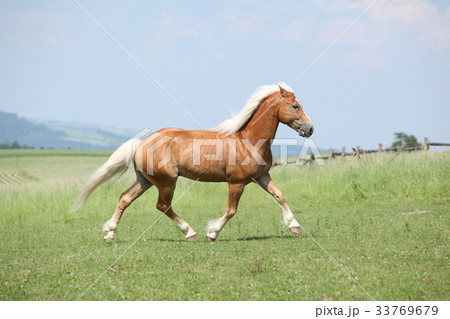 Amazing haflinger running on pasturage 33769679