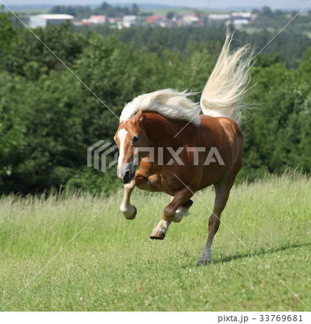 Amazing haflinger jumping on pasturage 33769681
