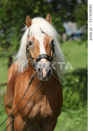 Potrait of beautiful haflinger stallion 33769690