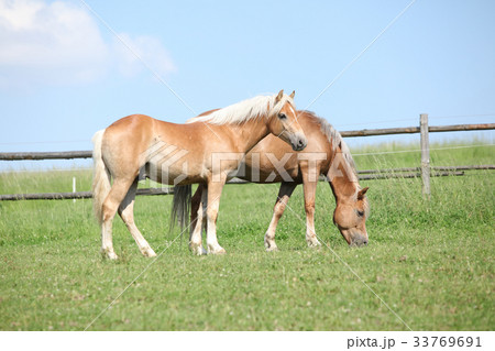 Haflinger mare and foal on pasturage Haflinger mare and foal on pasturage 33769691