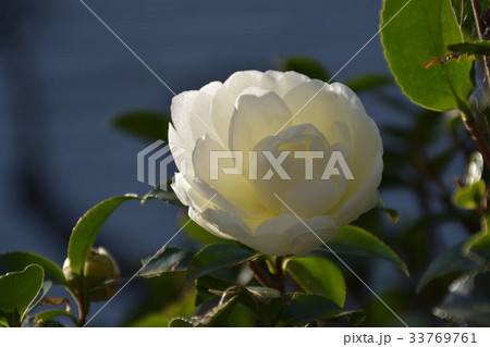 サザンカの花 33769761