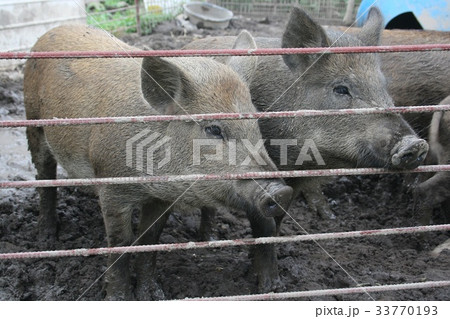 任實郡 全北 畜産業 33770193