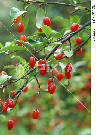 枝 庭菩提樹 菩提樹 33770409