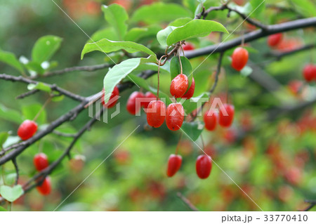 枝 庭菩提樹 菩提樹 33770410