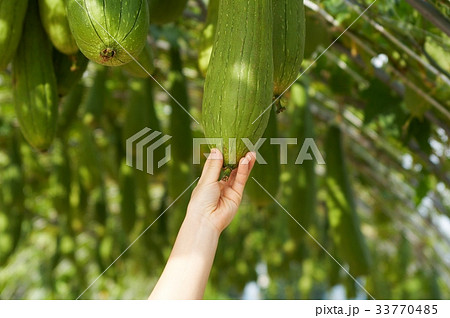 ローアングル とっつき ぶら下がる 33770485